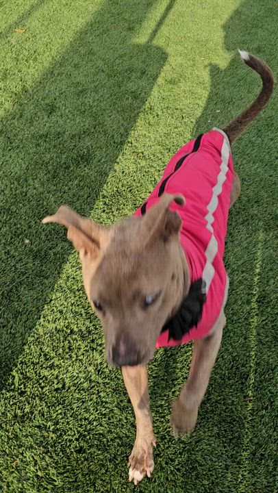 Enlarge Skylar, a Adoptable Pit Bull Terrier in Brea, CA video 5/5