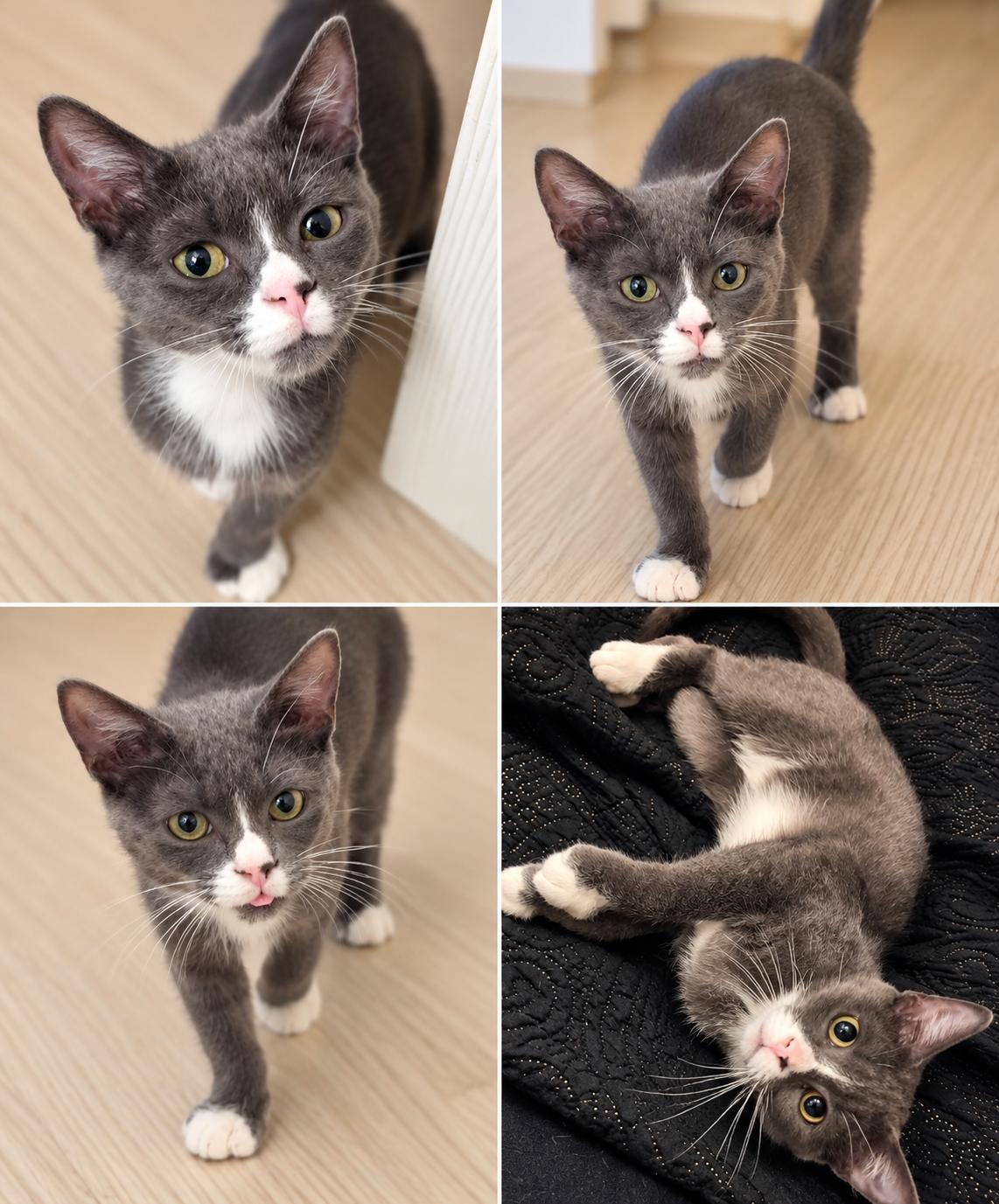 Arlo - Polydactyl, Adoptable, Young Male Domestic Short Hair.