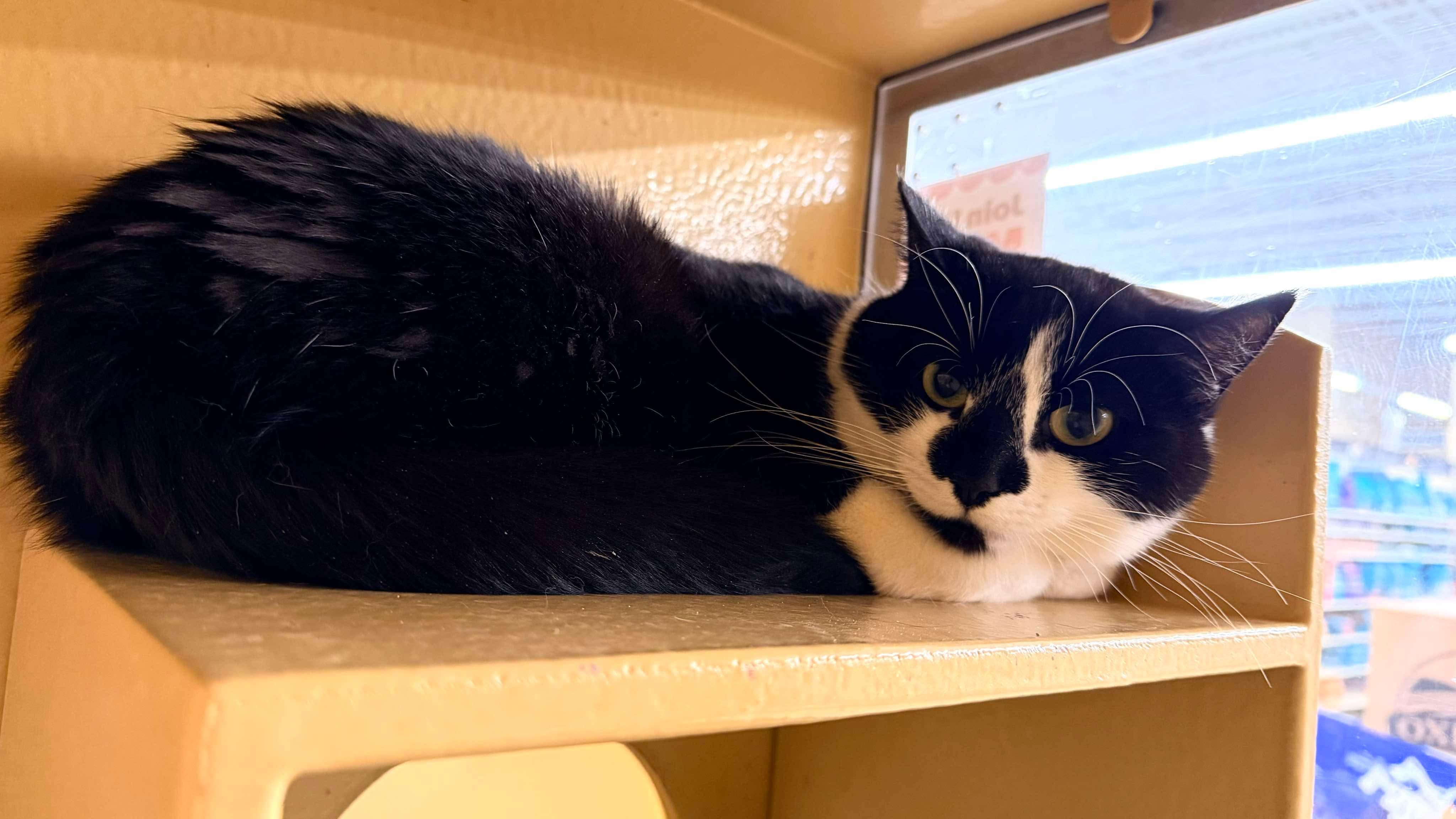 Star - 20% off, a Adoptable mixed breed in Gladstone, OR image 3/6