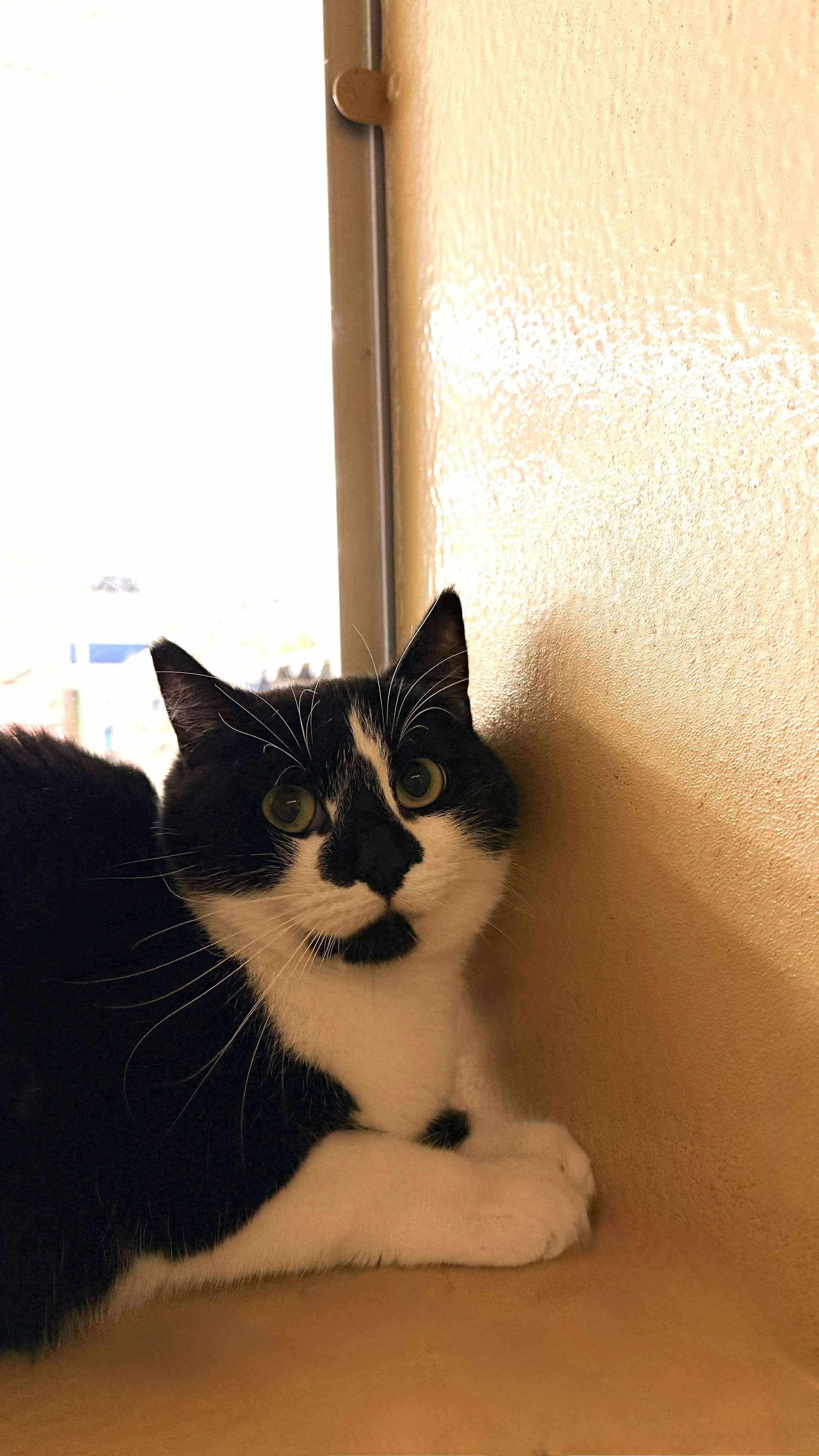 Star - 20% off, a Adoptable mixed breed in Gladstone, OR image 4/6