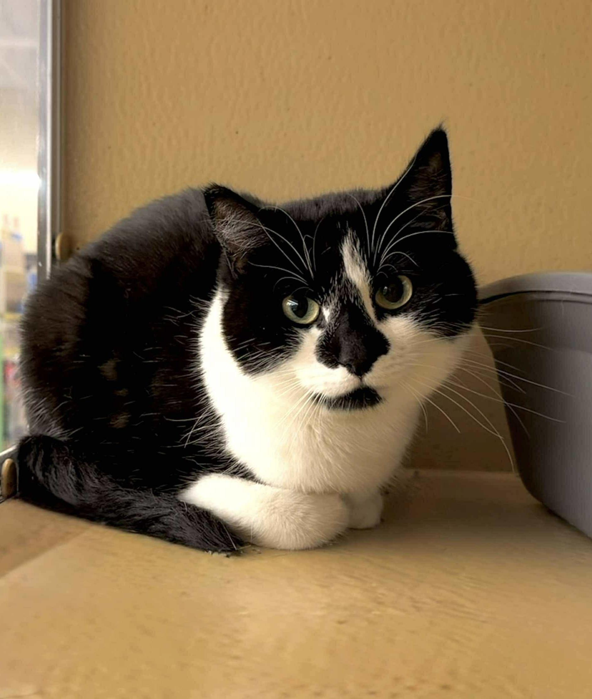 Star - 20% off, a Adoptable mixed breed in Gladstone, OR image 2/6