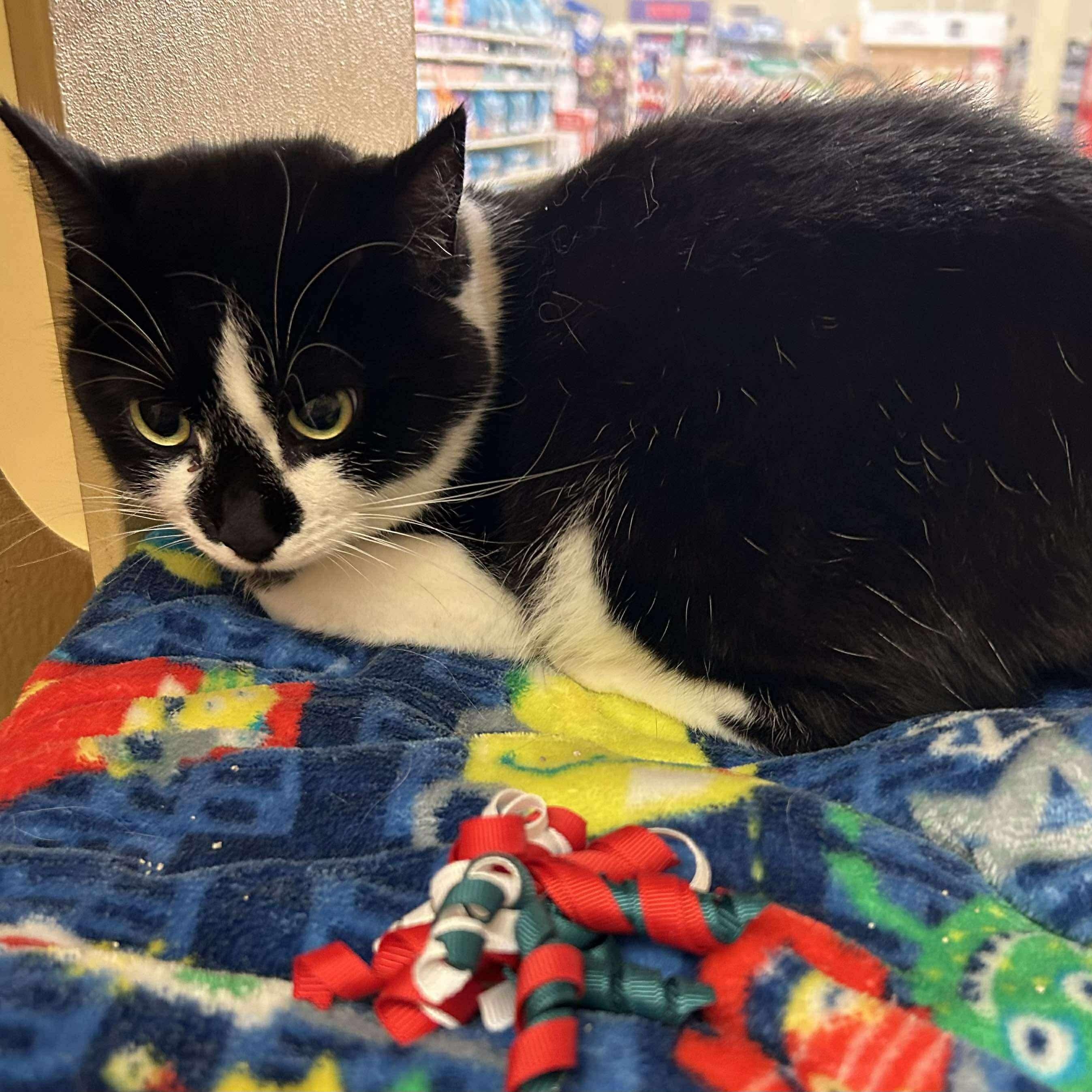 Star - 20% off, a Adoptable mixed breed in Gladstone, OR image 1/6