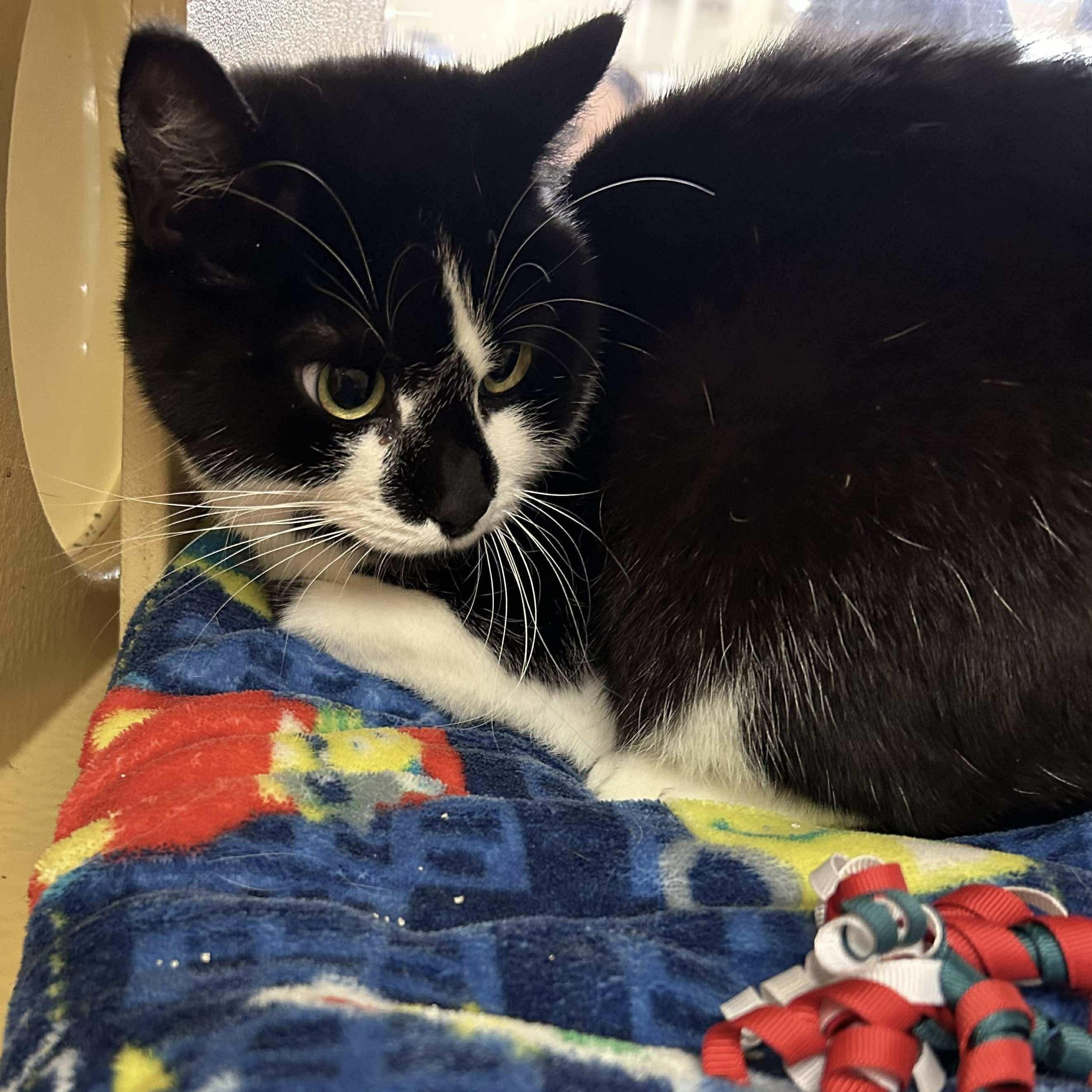 Star - 20% off, a Adoptable mixed breed in Gladstone, OR image 5/6