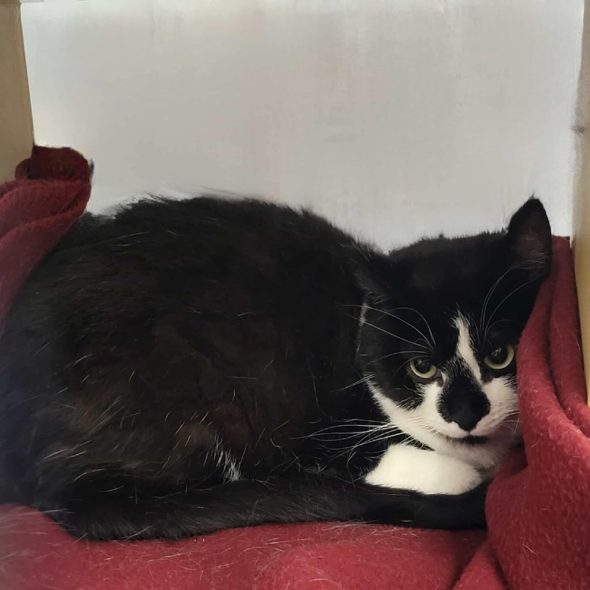 Star - 20% off, a Adoptable mixed breed in Gladstone, OR image 6/6