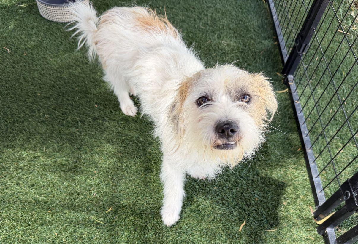 Enlarge Elsa, a Adopted mixed breed in El Paso, TX image 2/6
