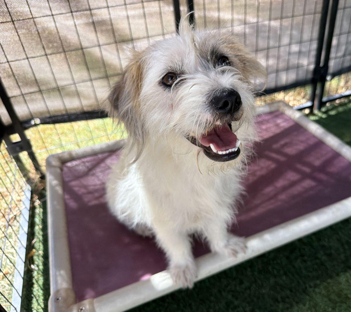 Enlarge Elsa, a Adopted mixed breed in El Paso, TX image 4/6