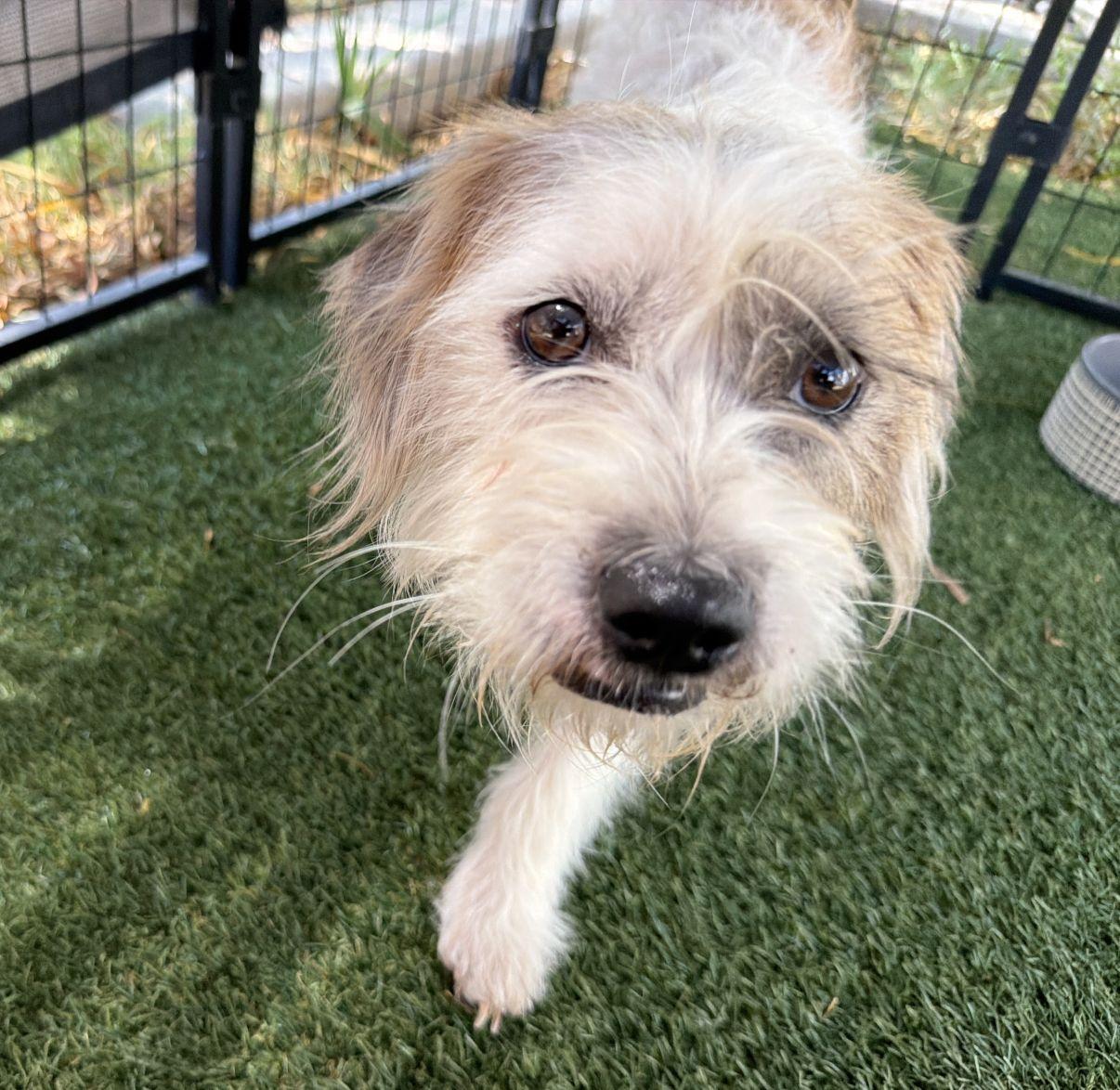 Enlarge Elsa, a Adopted mixed breed in El Paso, TX image 5/6