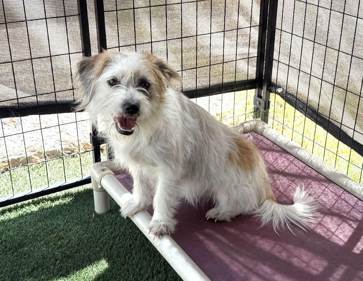 Enlarge Elsa, a Adopted mixed breed in El Paso, TX image 3/6
