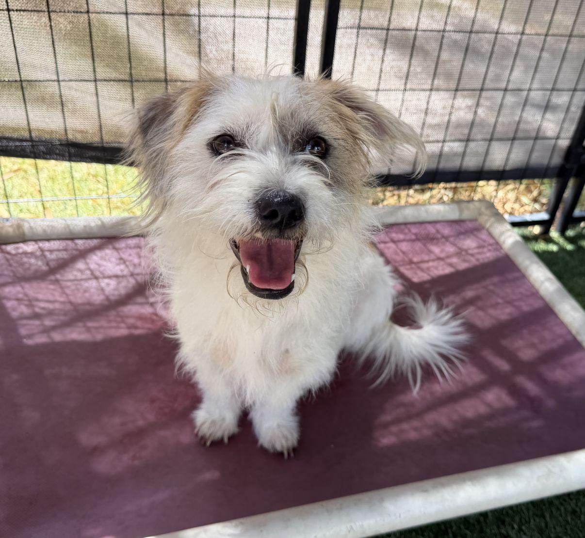 Elsa, Adopted, Young Female Terrier.