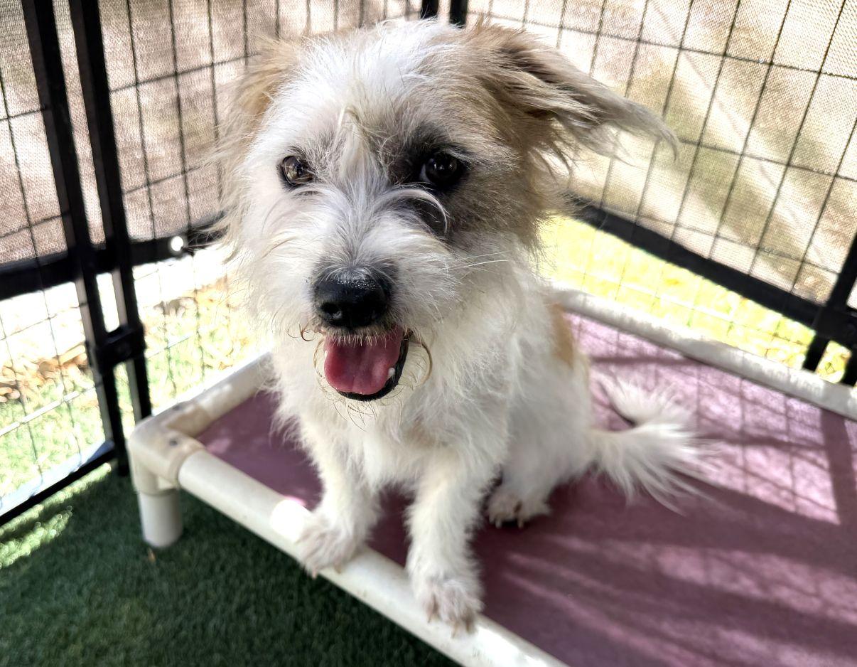 Enlarge Elsa, a Adopted mixed breed in El Paso, TX image 6/6