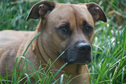 Frankie, Adoptable, Senior Male Boxer & Shar-Pei.