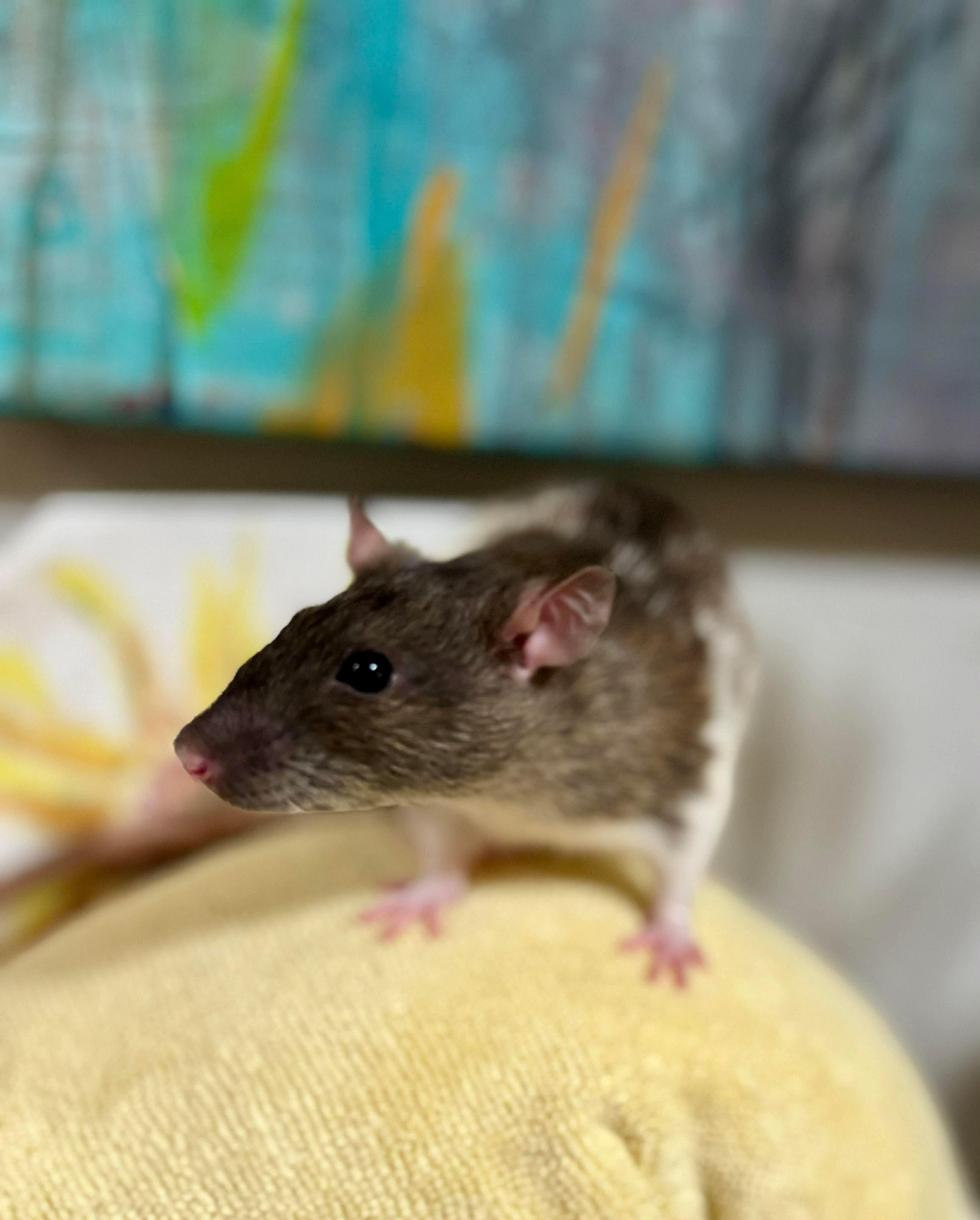 Enlarge Chloe, Penny & Rosie, an adopted Rat in Eugene, OR image 4/4