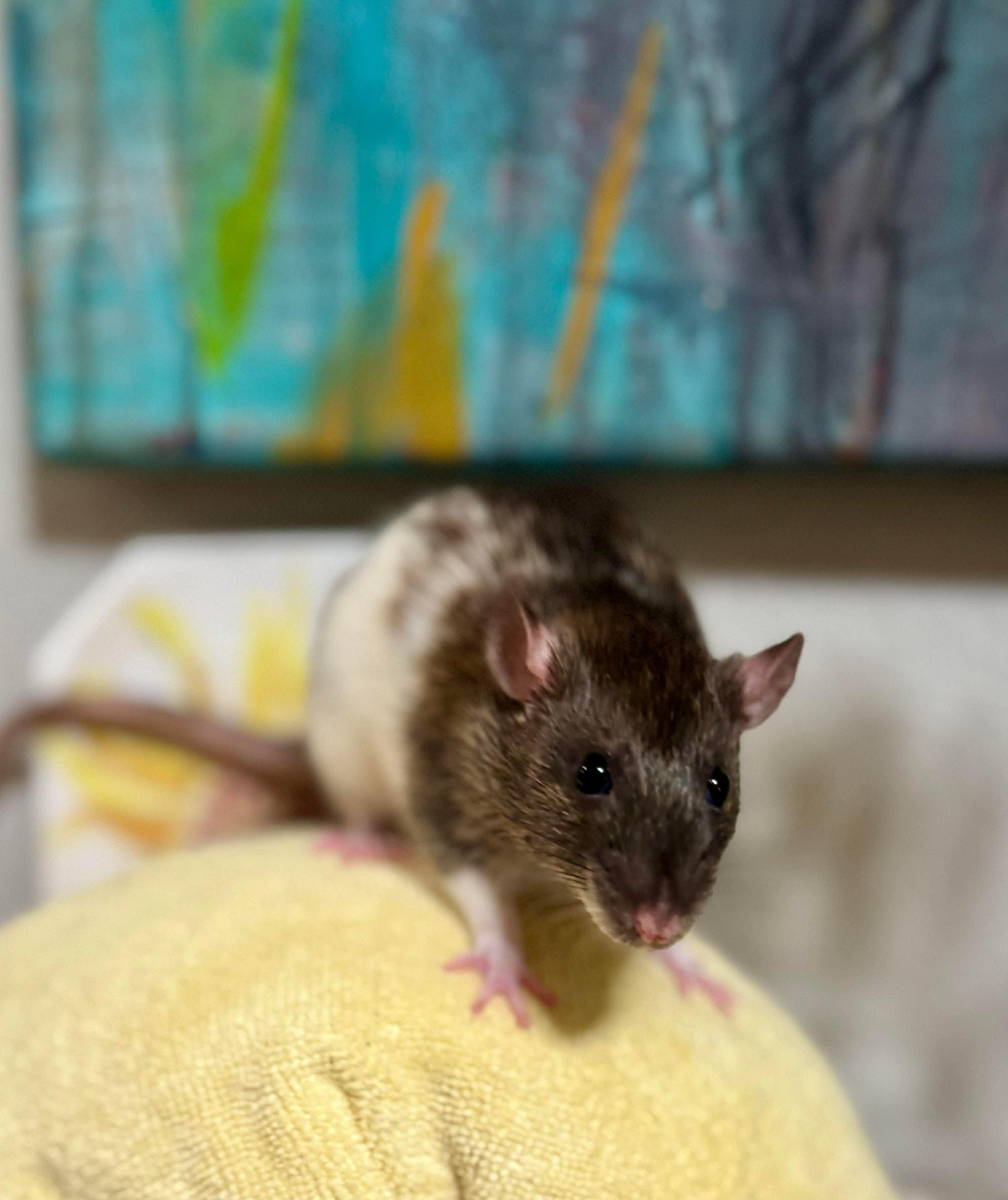 Enlarge Chloe, Penny & Rosie, an adopted Rat in Eugene, OR image 1/4