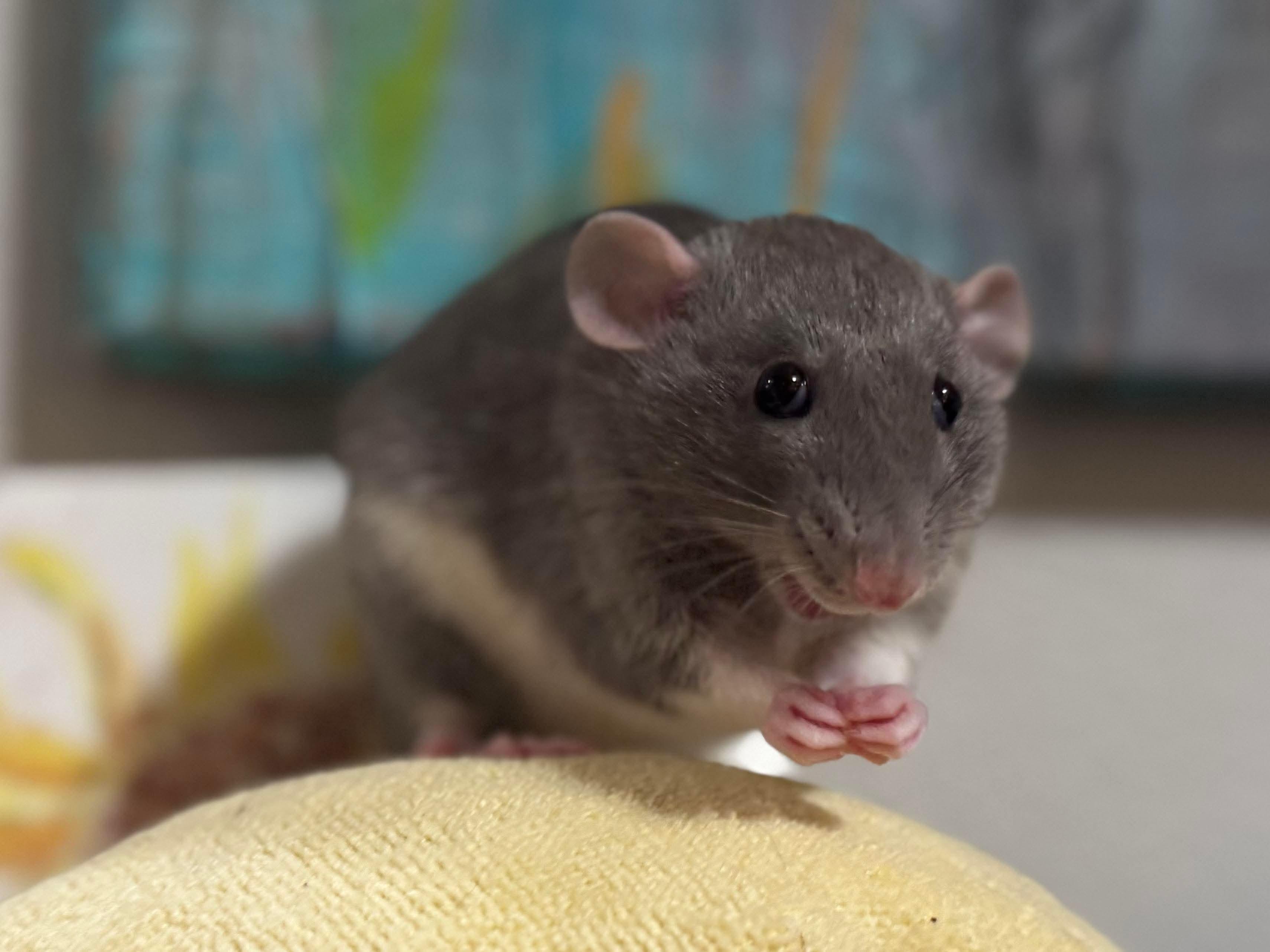 Enlarge Chloe, Penny & Rosie, an adopted Rat in Eugene, OR image 3/4