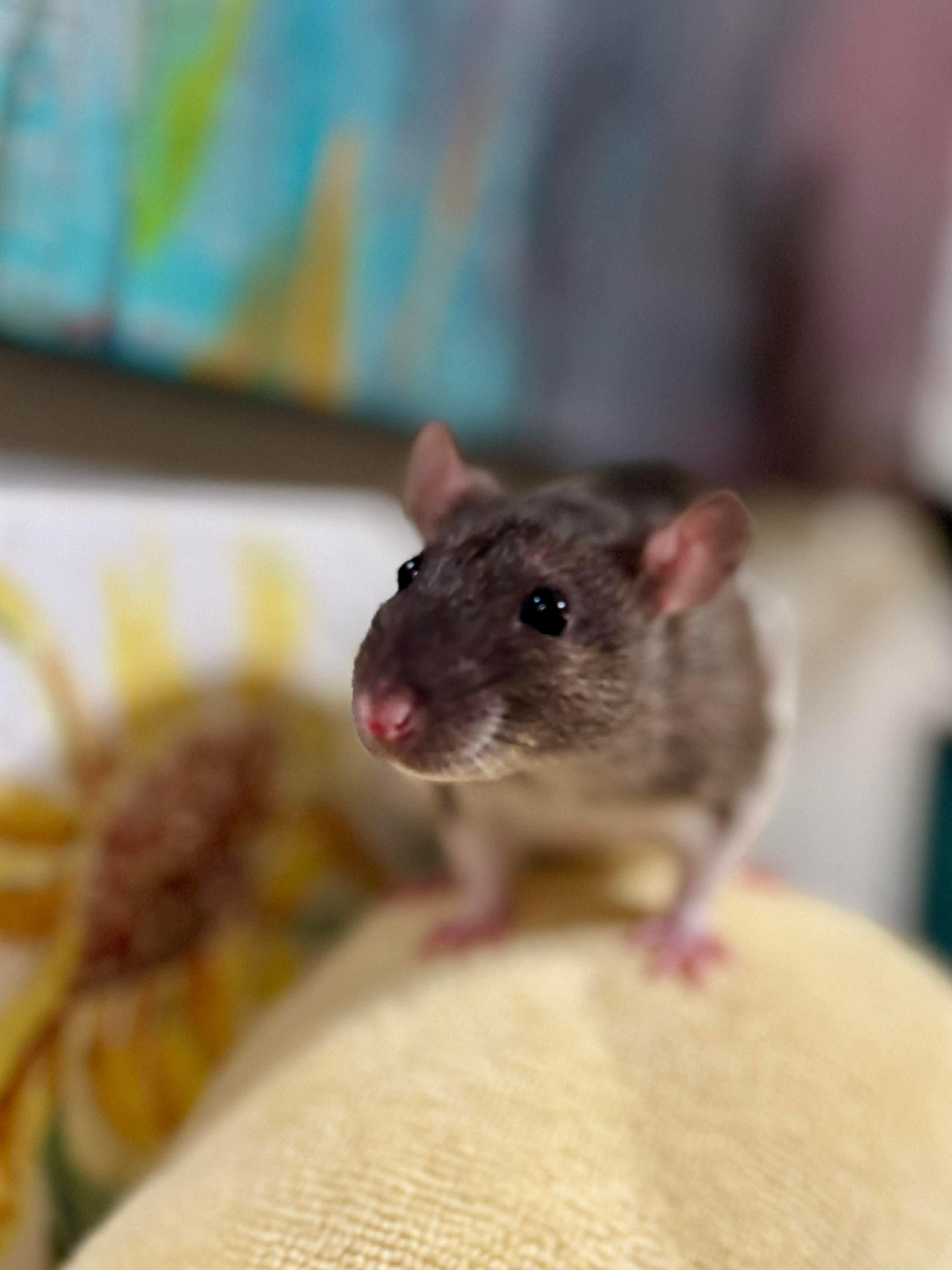 Enlarge Chloe, Penny & Rosie, an adopted Rat in Eugene, OR image 2/4