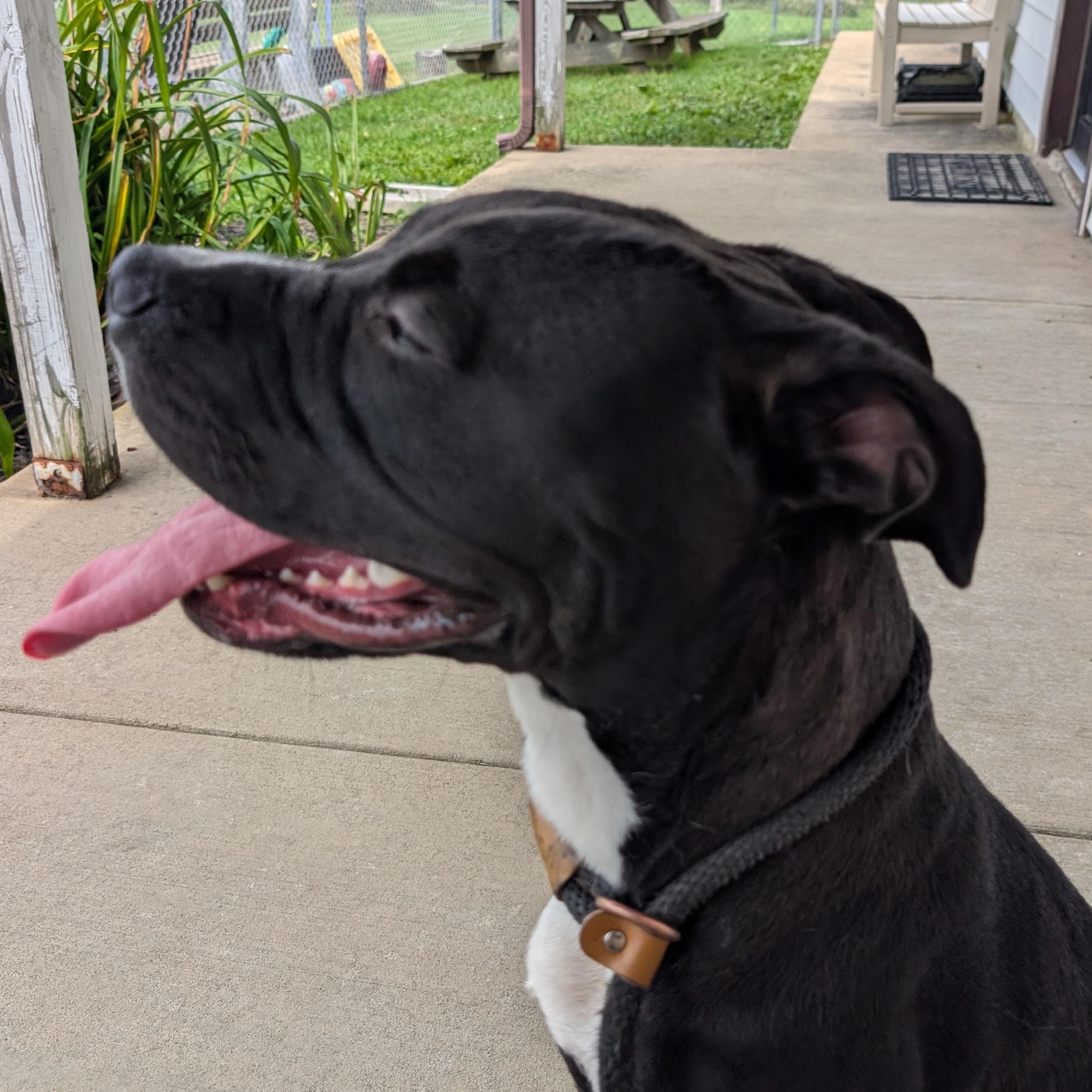 191715 Bingo, ADOPTABLE, Adult Male Pit Bull Terrier.