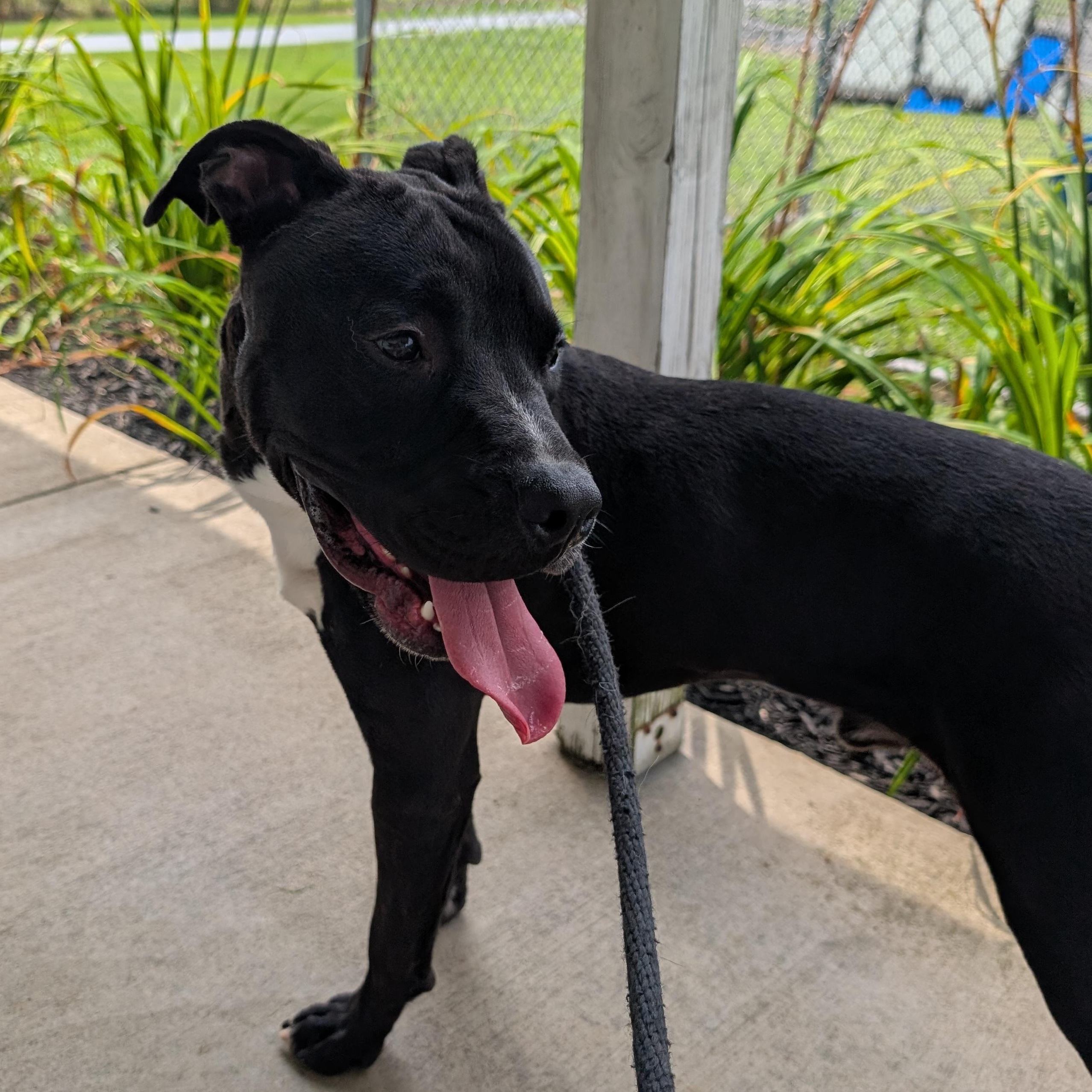 Enlarge 191715 Bingo, a ADOPTABLE Pit Bull Terrier in Ravenna, OH image 2/6