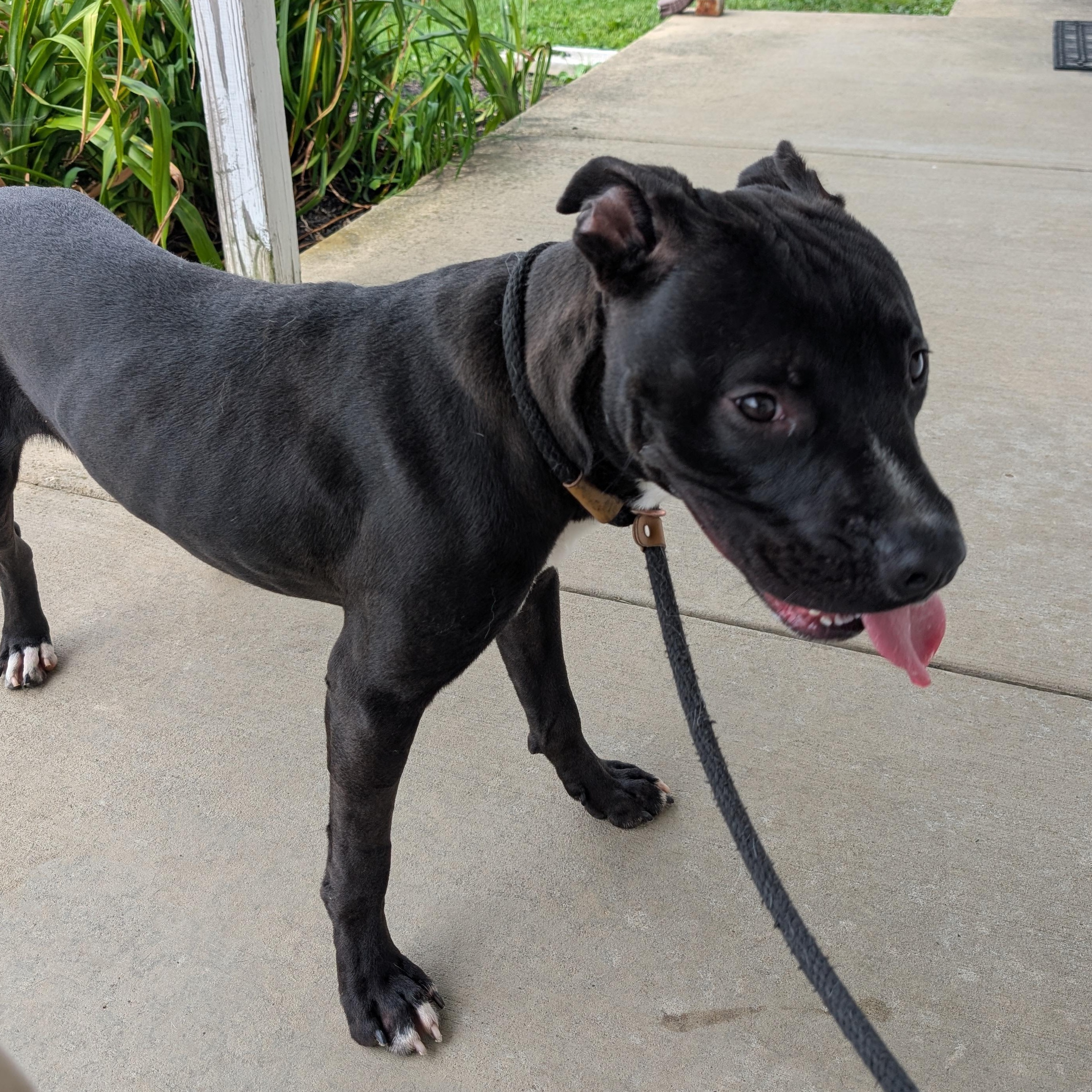 Enlarge 191715 Bingo, a ADOPTABLE Pit Bull Terrier in Ravenna, OH image 5/6
