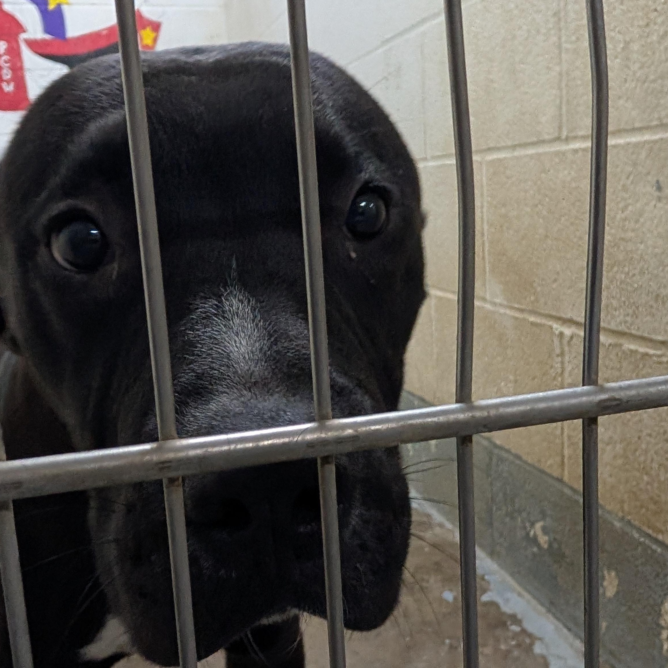 191715 Bingo, ADOPTABLE, Adult Male Pit Bull Terrier.