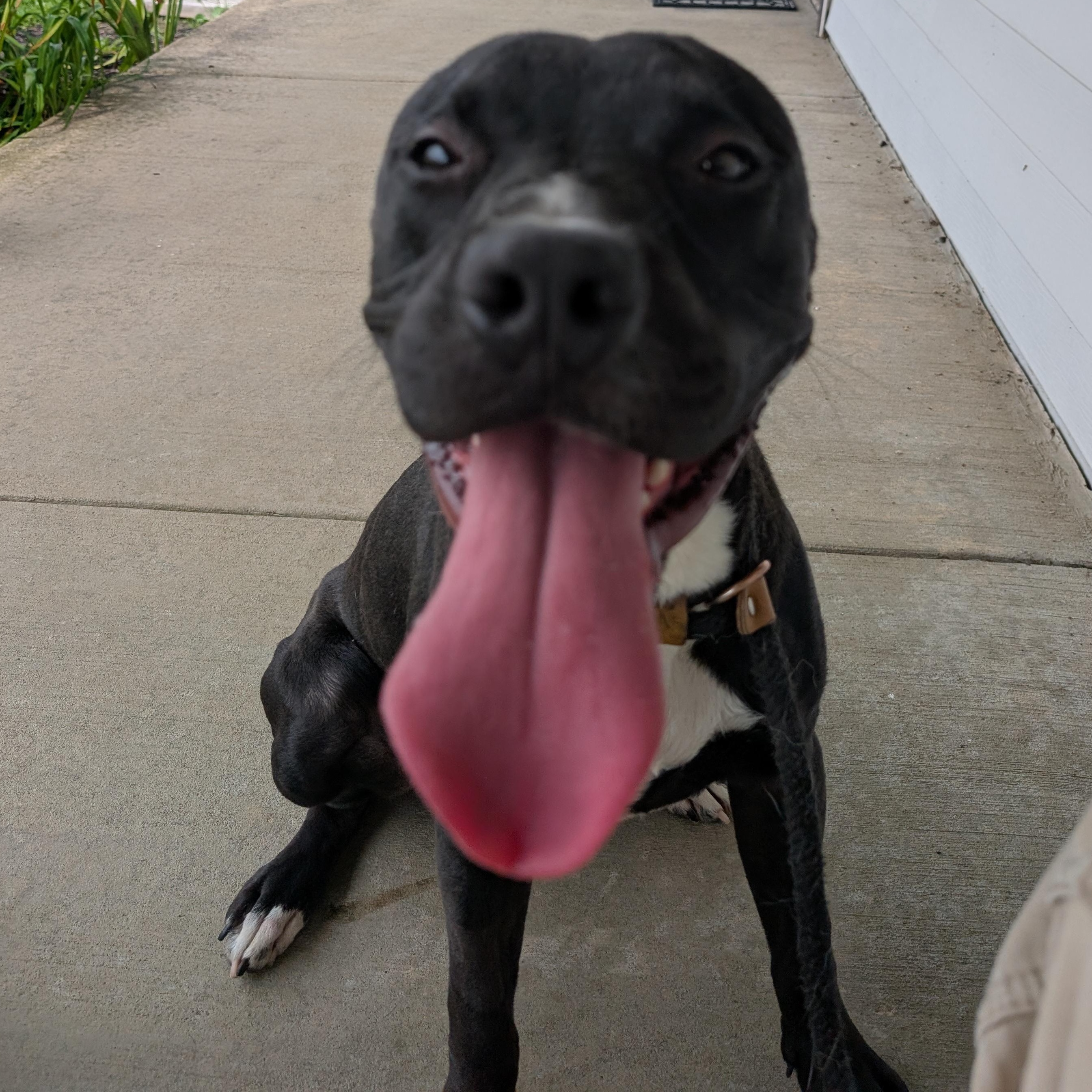 Enlarge 191715 Bingo, a ADOPTABLE Pit Bull Terrier in Ravenna, OH image 6/6