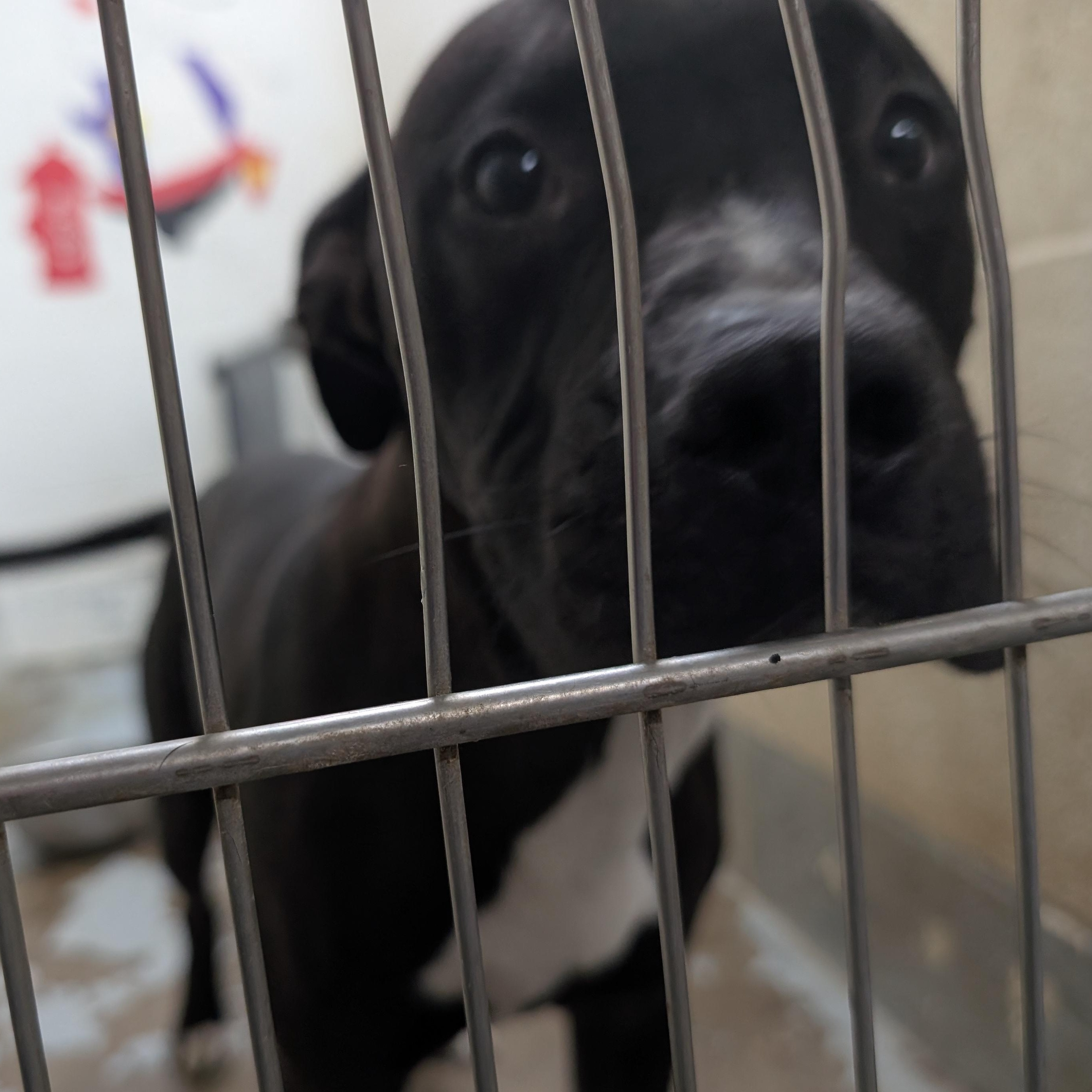 191715 Bingo, a ADOPTABLE Pit Bull Terrier in Ravenna, OH image 2/2
