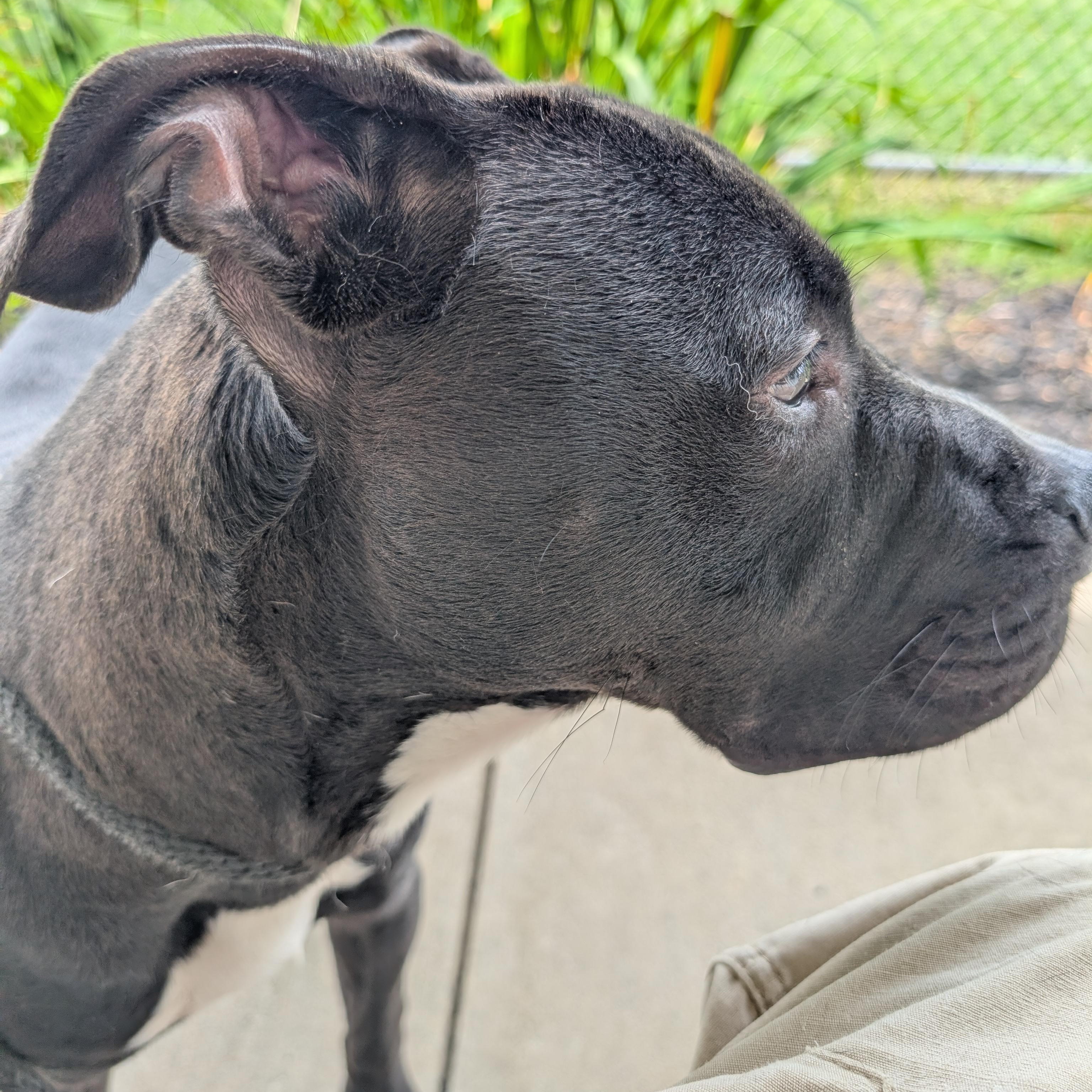 Enlarge 191715 Bingo, a ADOPTABLE Pit Bull Terrier in Ravenna, OH image 4/6
