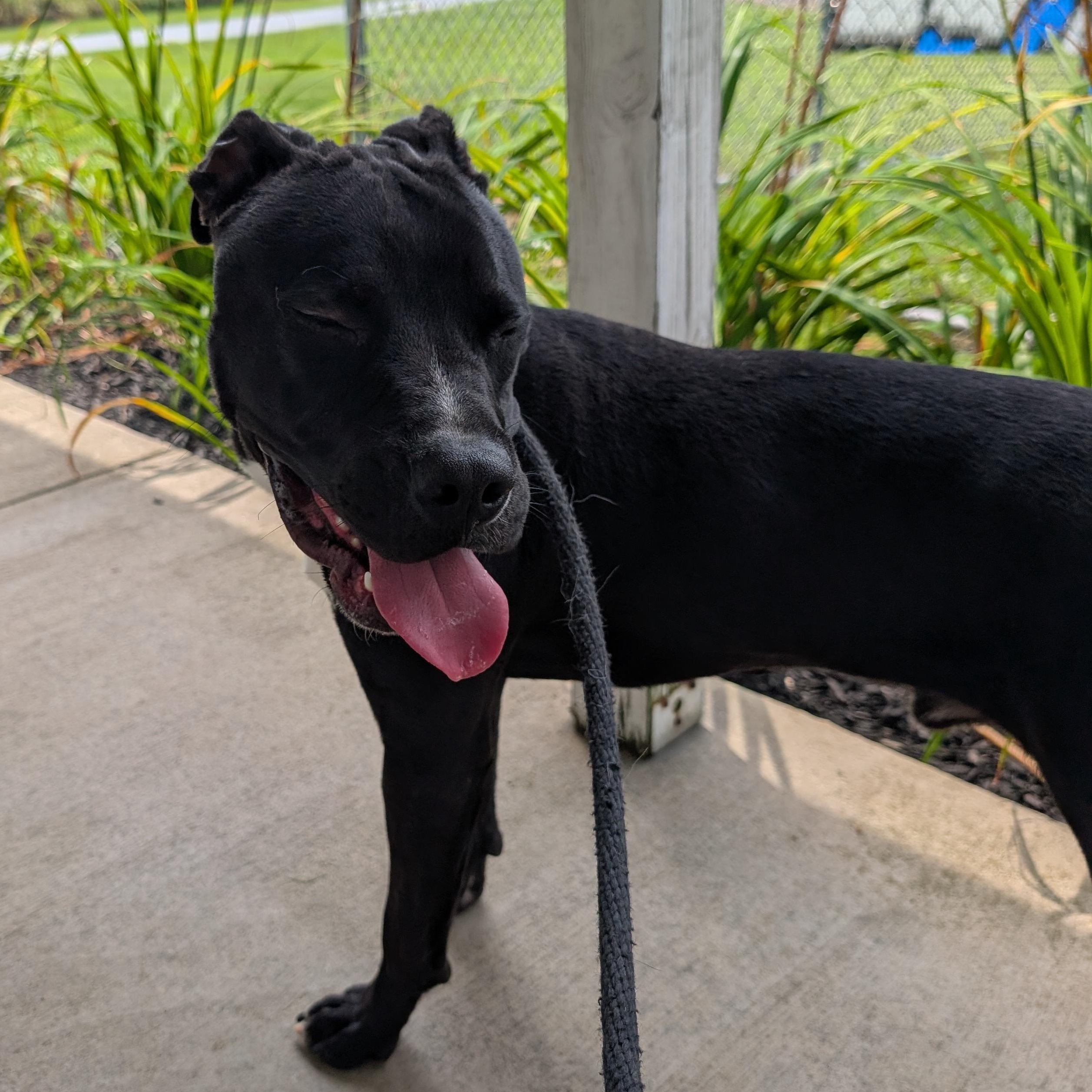 Enlarge 191715 Bingo, a ADOPTABLE Pit Bull Terrier in Ravenna, OH image 3/6