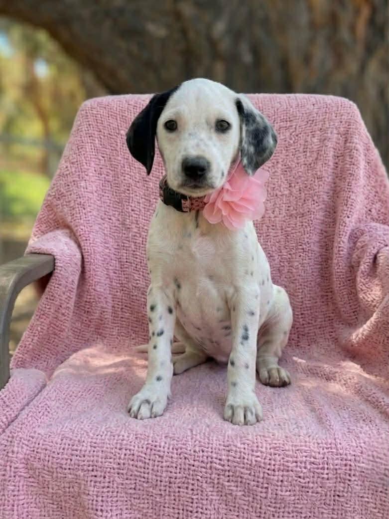 Enlarge Ghost, an adopted mixed breed in Temecula, CA image 1/4