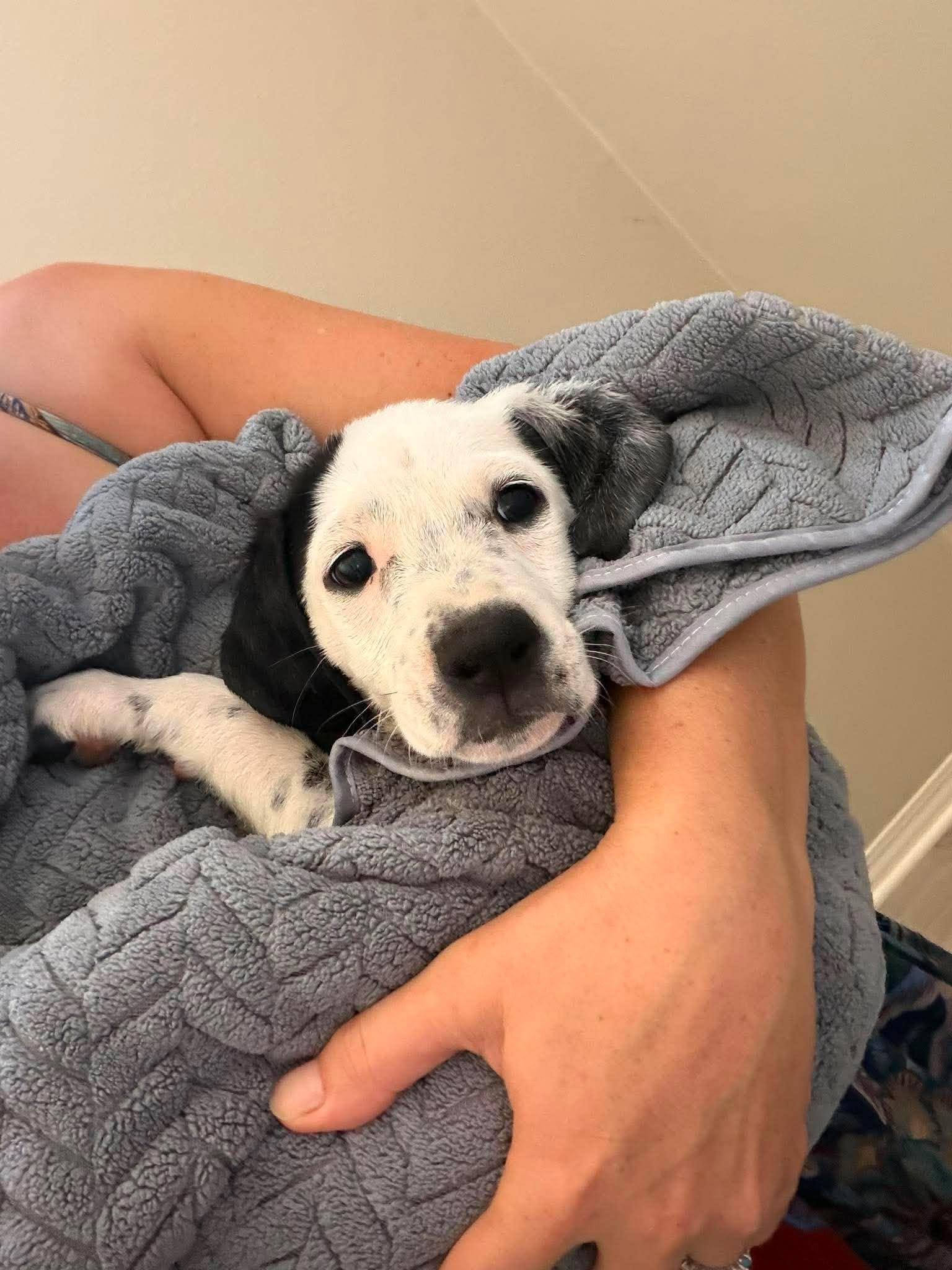 Enlarge Ghost, an adopted mixed breed in Temecula, CA image 2/4
