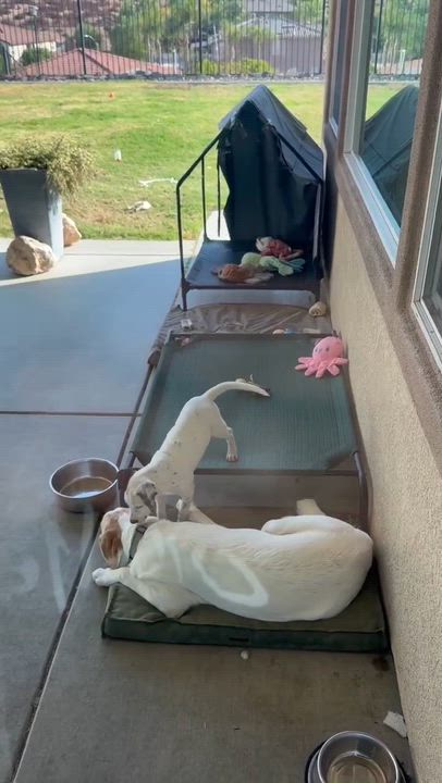 Enlarge Ghost, an adopted mixed breed in Temecula, CA video 4/4