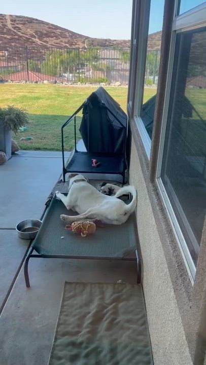 Enlarge Ghost, an adopted mixed breed in Temecula, CA video 3/4