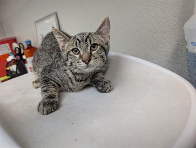 WREN, Adoptable, Kitten Male Domestic Short Hair.