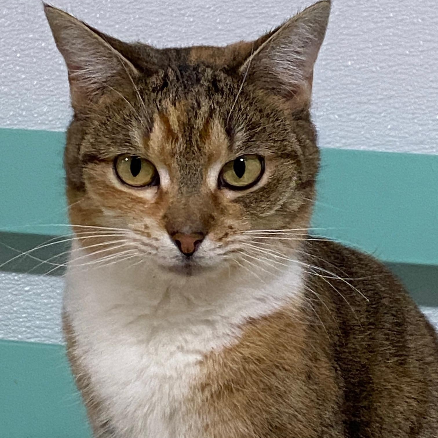 Tiger Baby, Adoptable, Adult Female Domestic Short Hair.