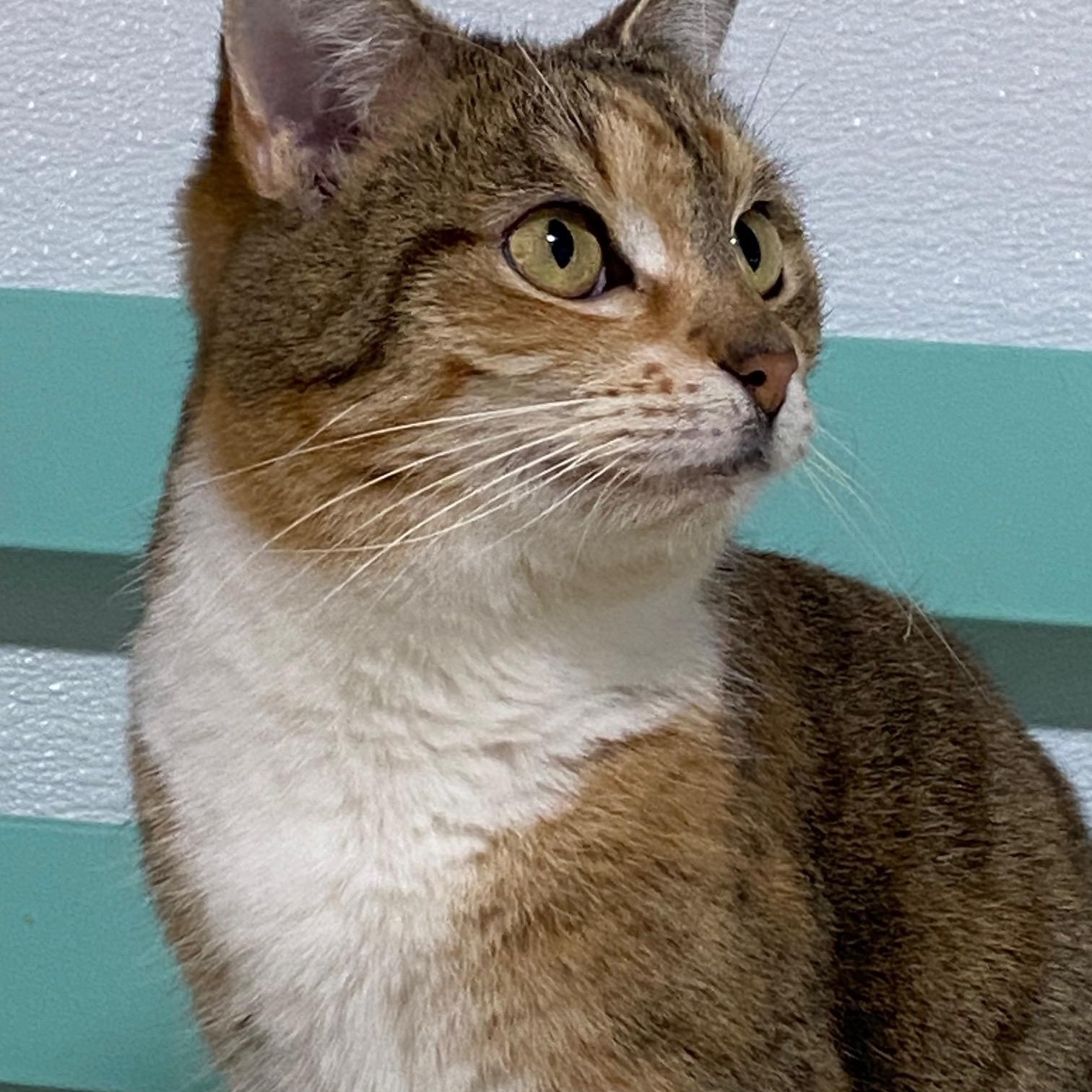 Enlarge Tiger Baby, a Adoptable Domestic Short Hair in Fredericksburg, OH image 3/4