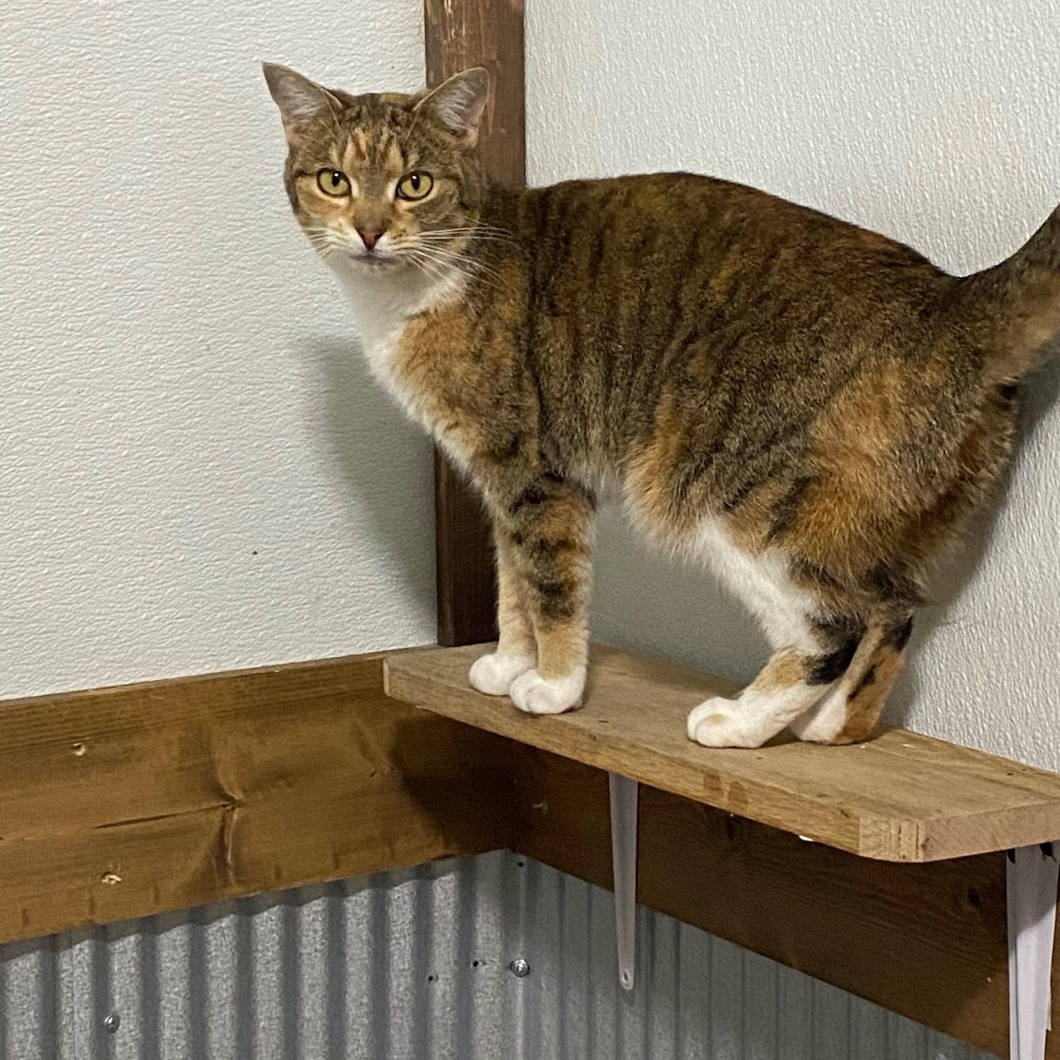 Enlarge Tiger Baby, a Adoptable Domestic Short Hair in Fredericksburg, OH image 4/4