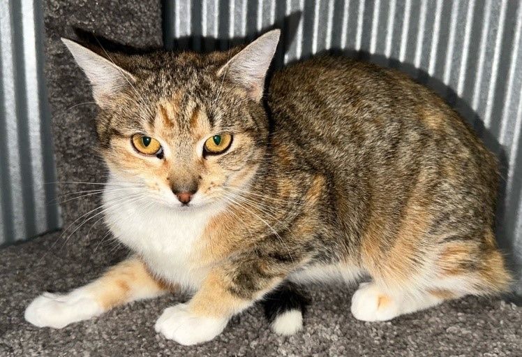 Enlarge Tiger Baby, a Adoptable Domestic Short Hair in Fredericksburg, OH image 1/1