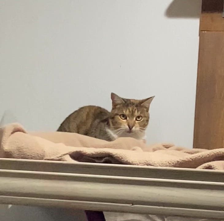 Enlarge Tiger Baby, a Adoptable Domestic Short Hair in Fredericksburg, OH video 5/5