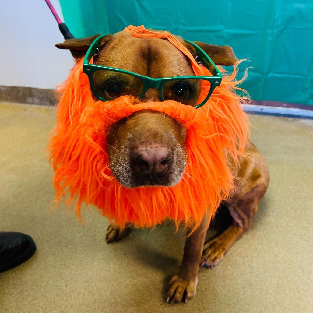 Bruizer, Adoptable, Senior Male Shar-Pei.