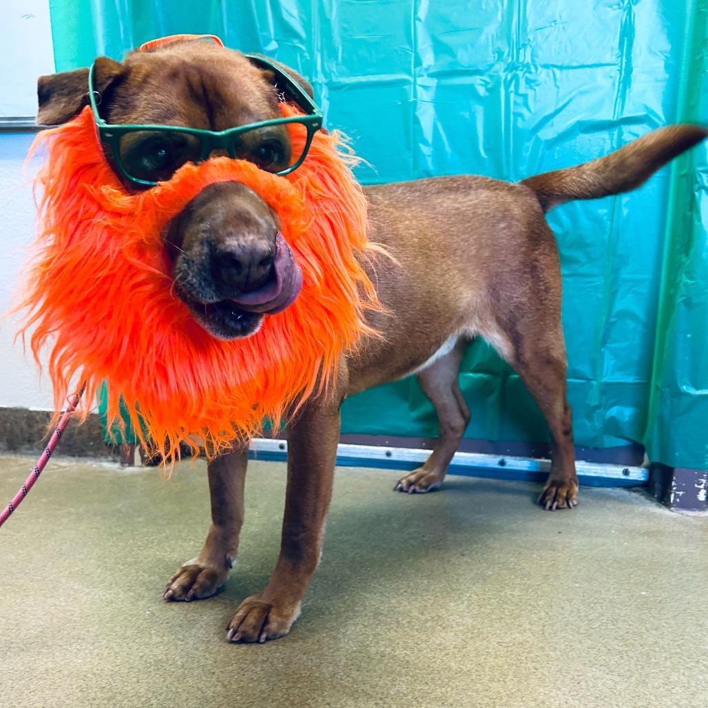 Enlarge Bruizer, a Adoptable mixed breed in San Antonio, TX image 2/4