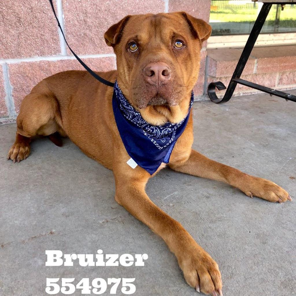 Enlarge Bruizer, a Adoptable mixed breed in San Antonio, TX image 3/4