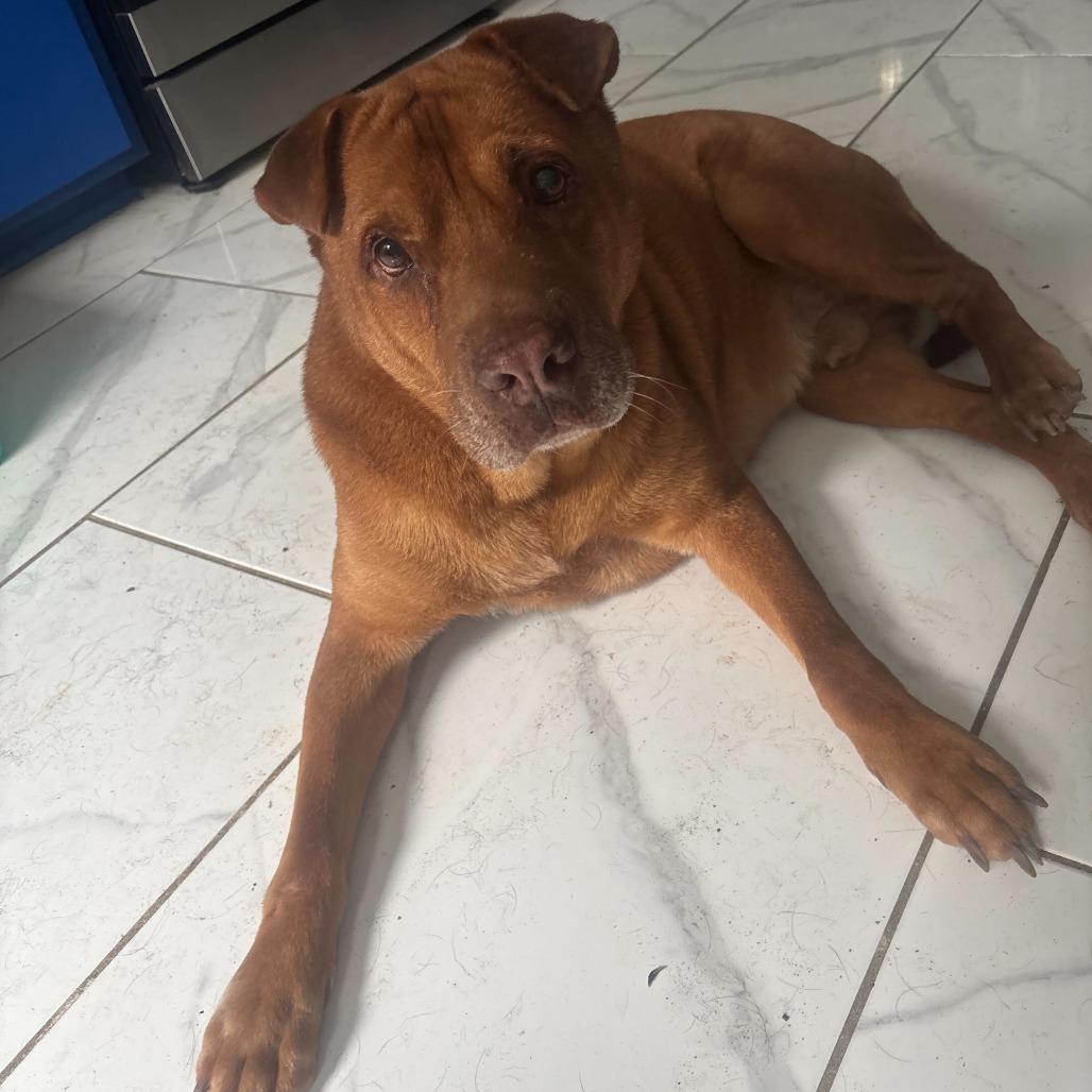 Bruizer, Adoptable, Senior Male Shar-Pei.