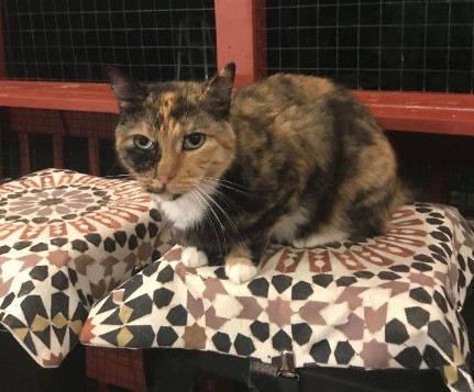 Torra, Adoptable, Adult Female Torbie.