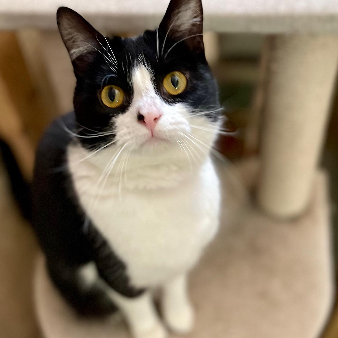 Enlarge Shamrock, a ADOPTABLE mixed breed in Racine, WI image 1/6