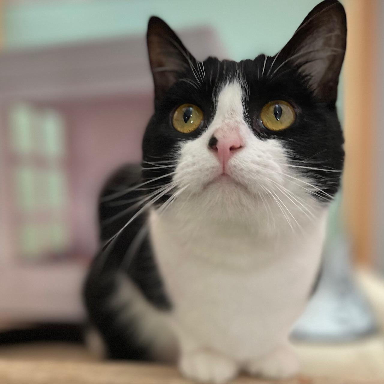 Enlarge Shamrock, a ADOPTABLE mixed breed in Racine, WI image 4/6