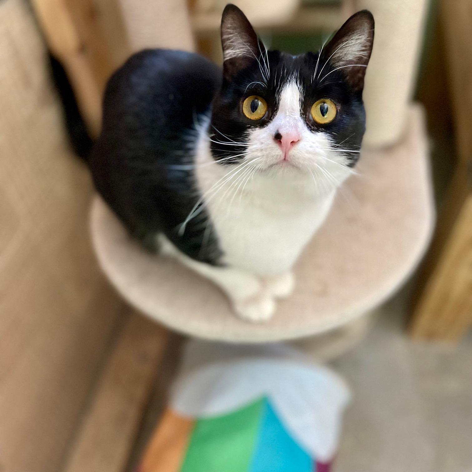 Enlarge Shamrock, a ADOPTABLE mixed breed in Racine, WI image 5/6