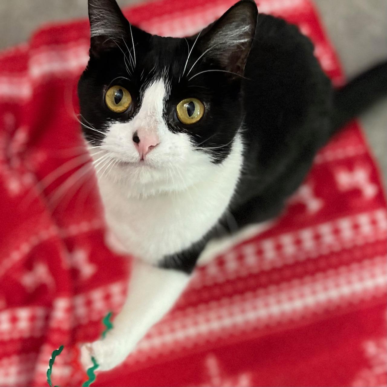 Enlarge Shamrock, a ADOPTABLE mixed breed in Racine, WI image 6/6