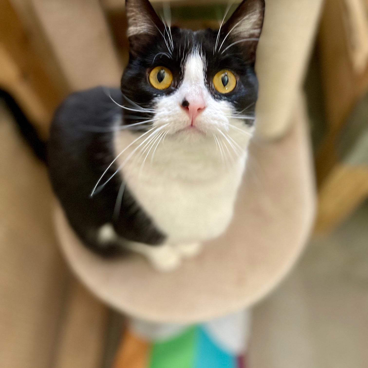 Enlarge Shamrock, a ADOPTABLE mixed breed in Racine, WI image 3/6