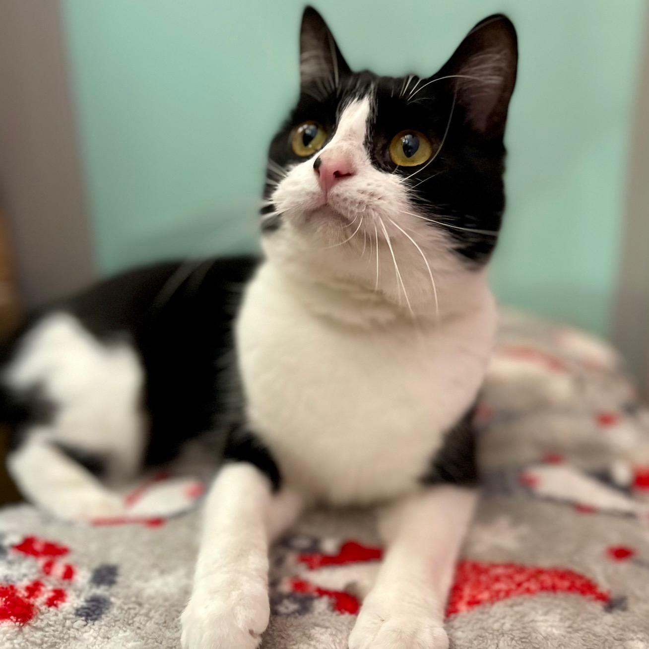 Enlarge Shamrock, a ADOPTABLE mixed breed in Racine, WI image 2/6