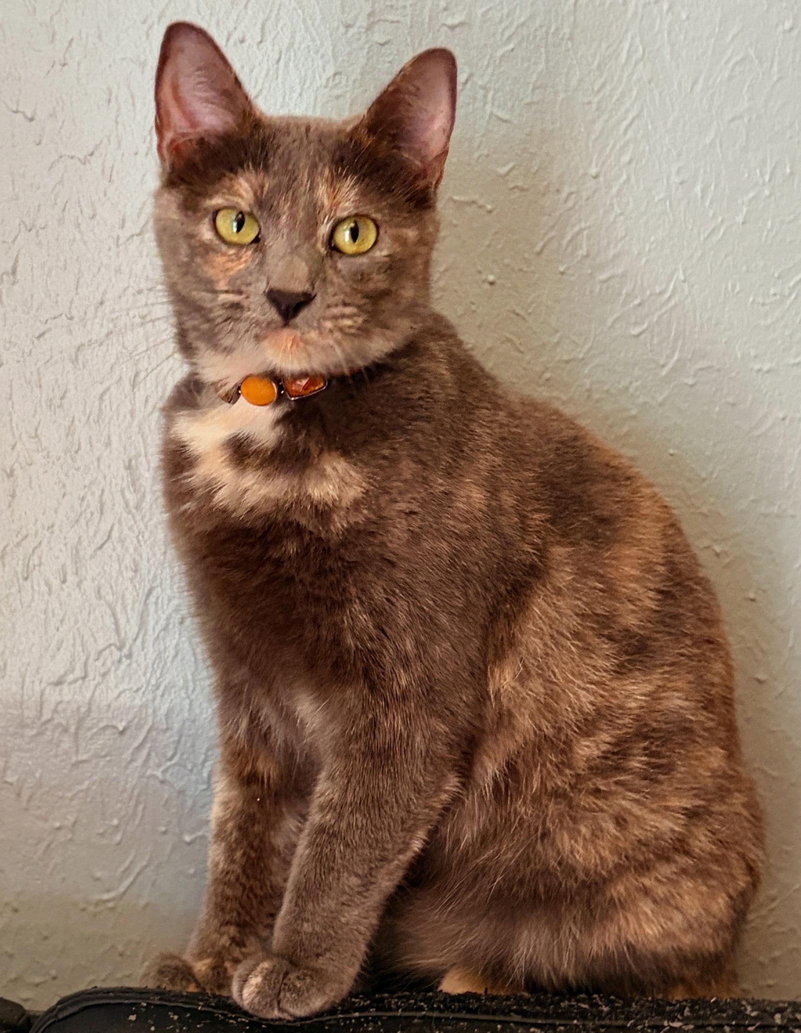 Enlarge Brooke, a Adoptable Dilute Tortoiseshell in Houston, TX image 1/3