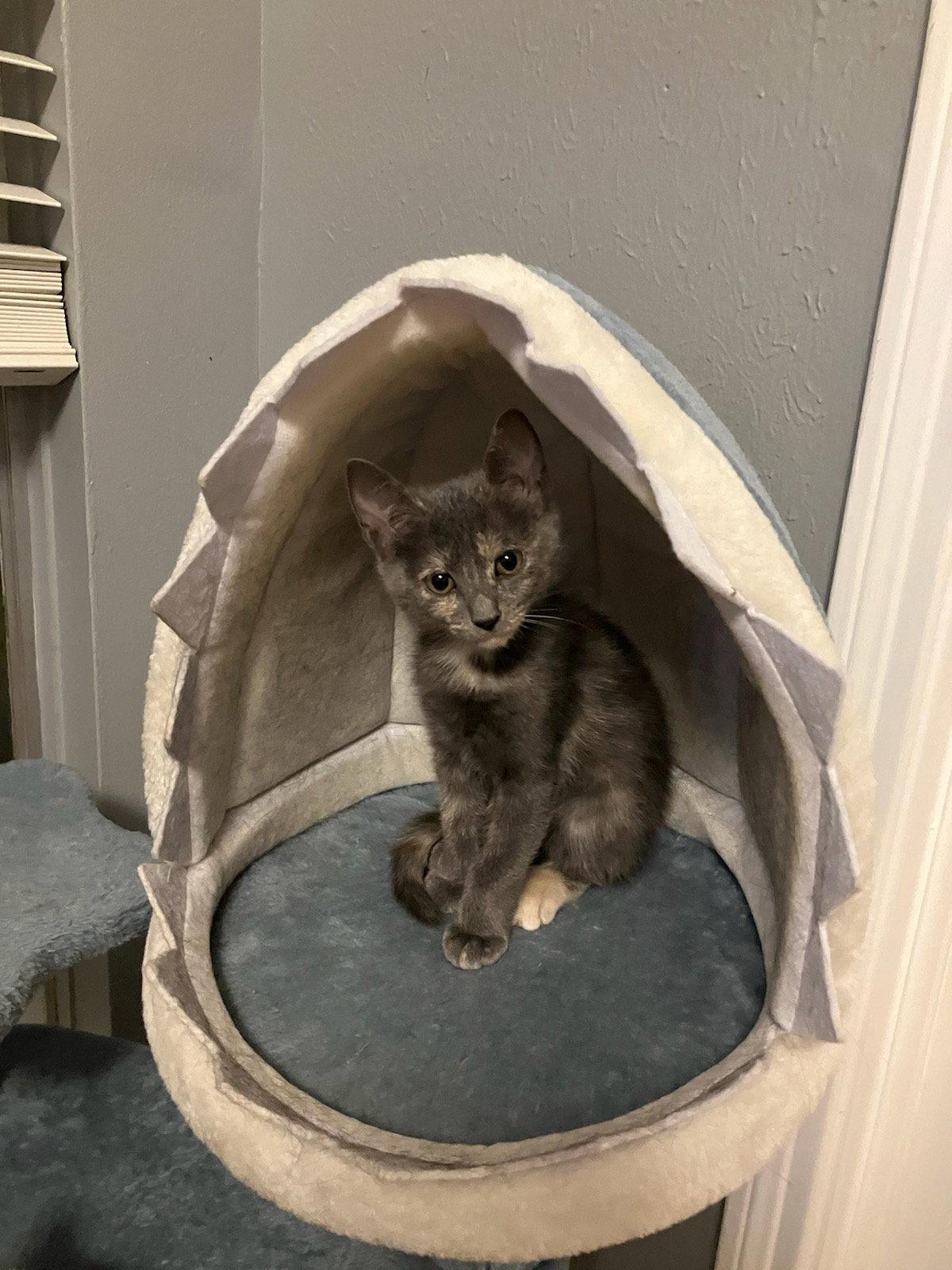 Brooke, Adoptable, Young Female Dilute Tortoiseshell.